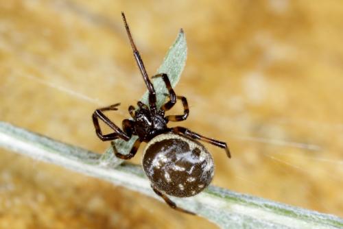 Réf. 191 334 : Steatoda albomaculata